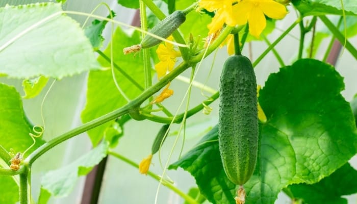 A healthy cucumber plant with several yellow blooms and fruits at different stages of maturation.