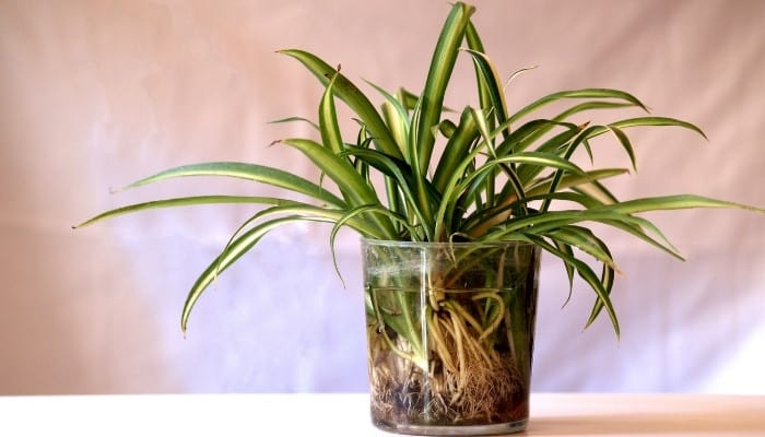 Several cuttings from a houseplant rooting in a large container of water.