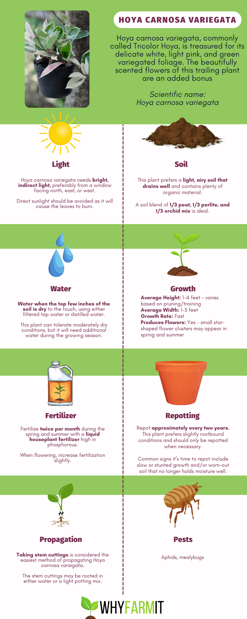 Graphic outlining care of Hoya carnosa variegata