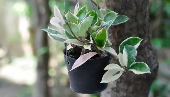 A potted Hoya carnosa variegata hanging from a tree outdoors.