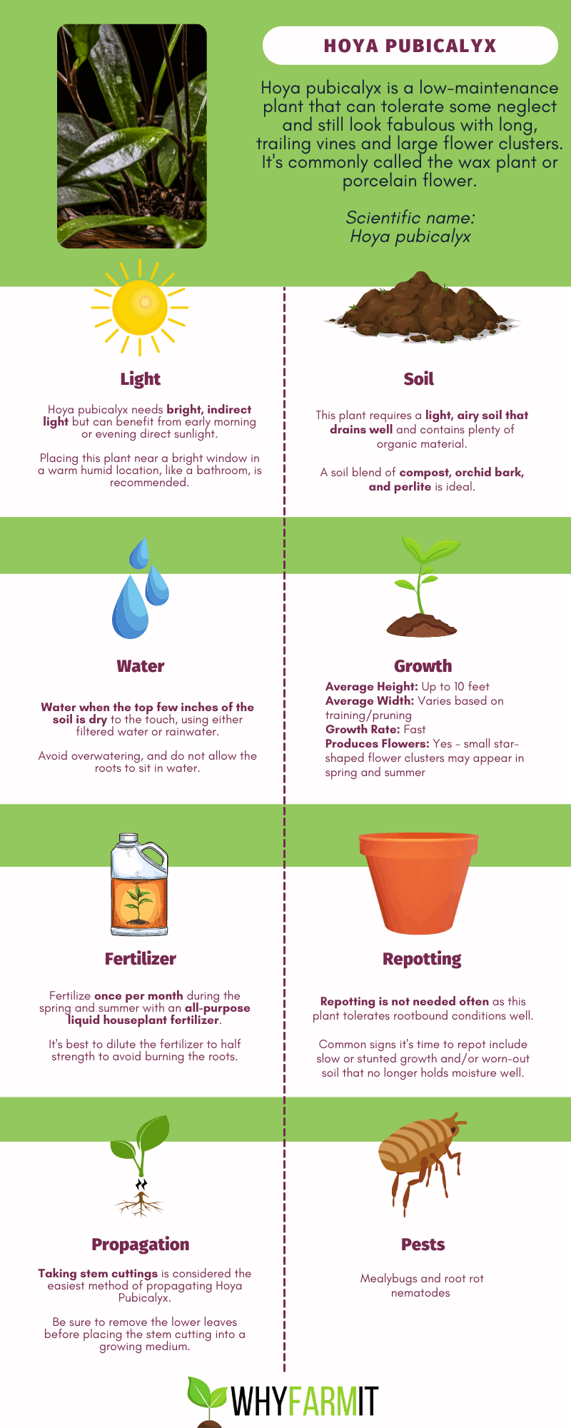 Graphic outlining care of Hoya pubicalyx