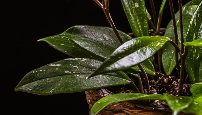 Leaves of a Hoya pubicalyx against a black background.