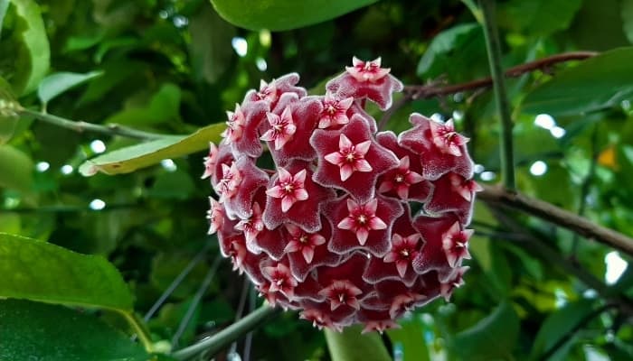 A Hoya pubicalyx plant with a large pink flower cluster.