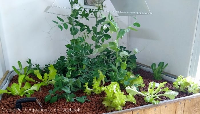 Indoor Aquaponic Grow Bed with LED Lights