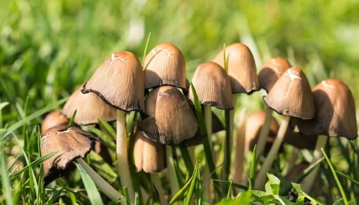 Inky Cap Mushrooms - coprinopsis atramentaria