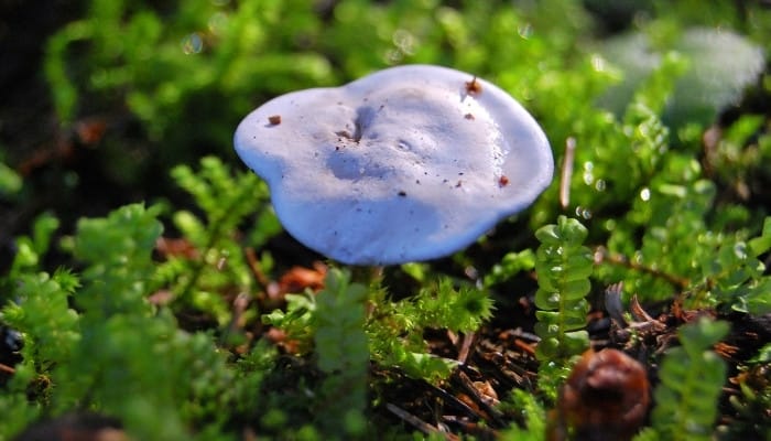 An ivory funnel mushroom or Clitocybe dealbata mushroom growing among moss.