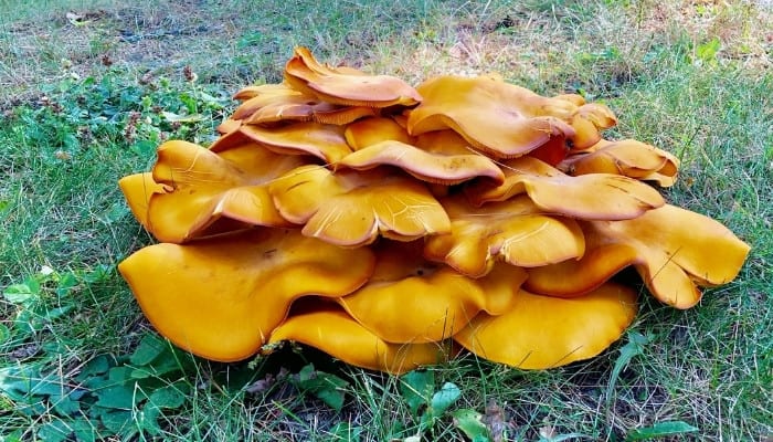 A cluster of jack o'lantern mushrooms growing in a lawn.