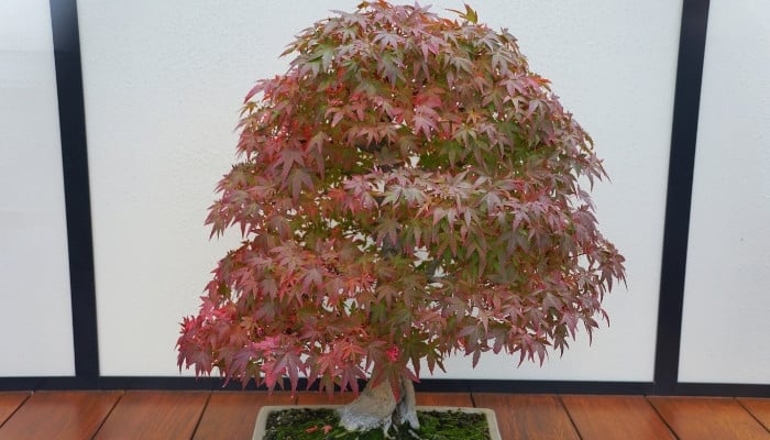 A beautiful Japanese maple bonsai tree sitting indoors showing the beginnings of fall foliage colors.