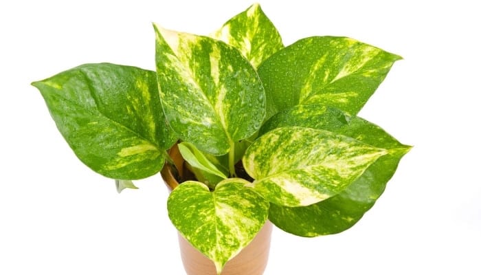 A jessenia pothos plant in a brown pot isolated on a white background.