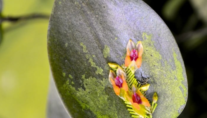 A light black flower of the Lapanthes orchid plant.