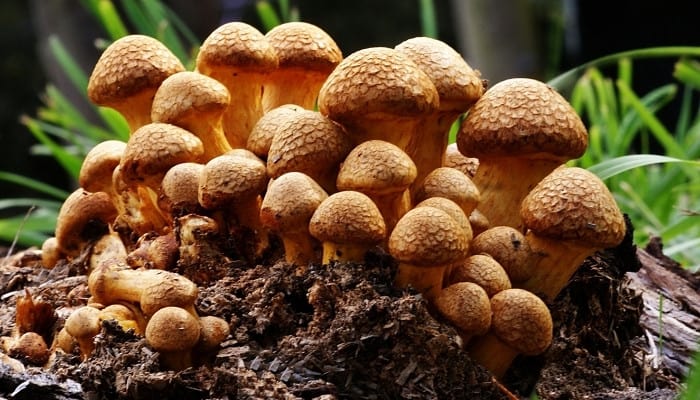 A grouping of laughing Jim mushrooms growing in the forest.