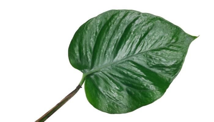 A single leaf of a jade pothos plant on a white background.