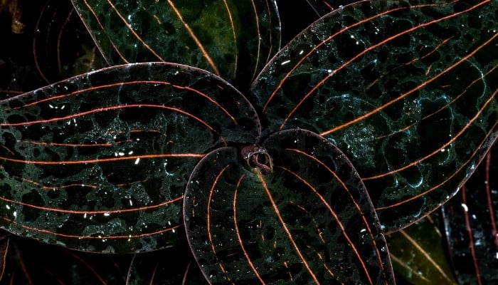 Black leaves with red stripes of the Black jewel orchid.