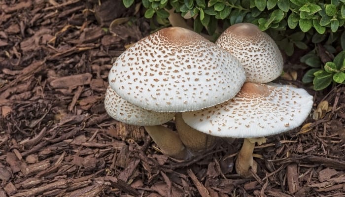 Several Lepiota mushrooms growing in the mulch of a garden.