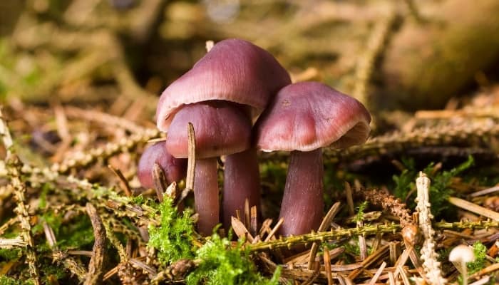 A group of lilac bonnet mushrooms in the woods.