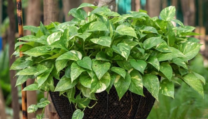 A very lush pothos plant in a basket-type pot enjoying being outside.