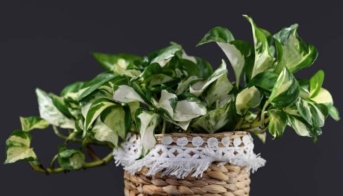 A manjula pothos in a pot with white fringe against a black background.