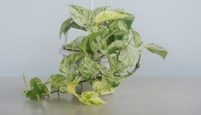 A marble queen pothos in a white hanging basket with a gray wall in the background.