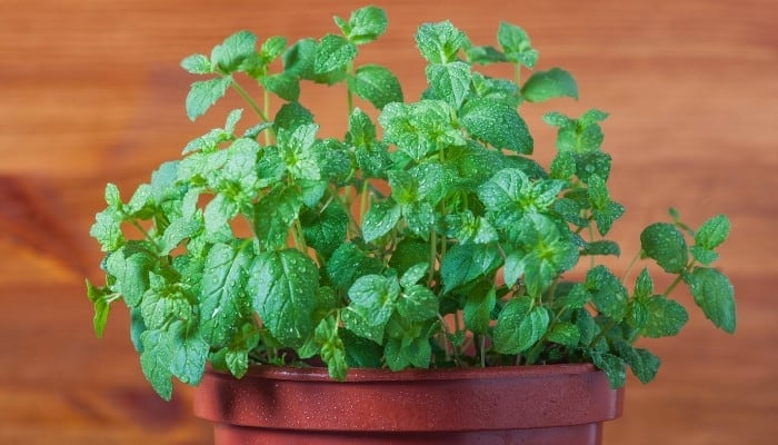 A mint plant growing in a plastic red pot against a brown wood background.