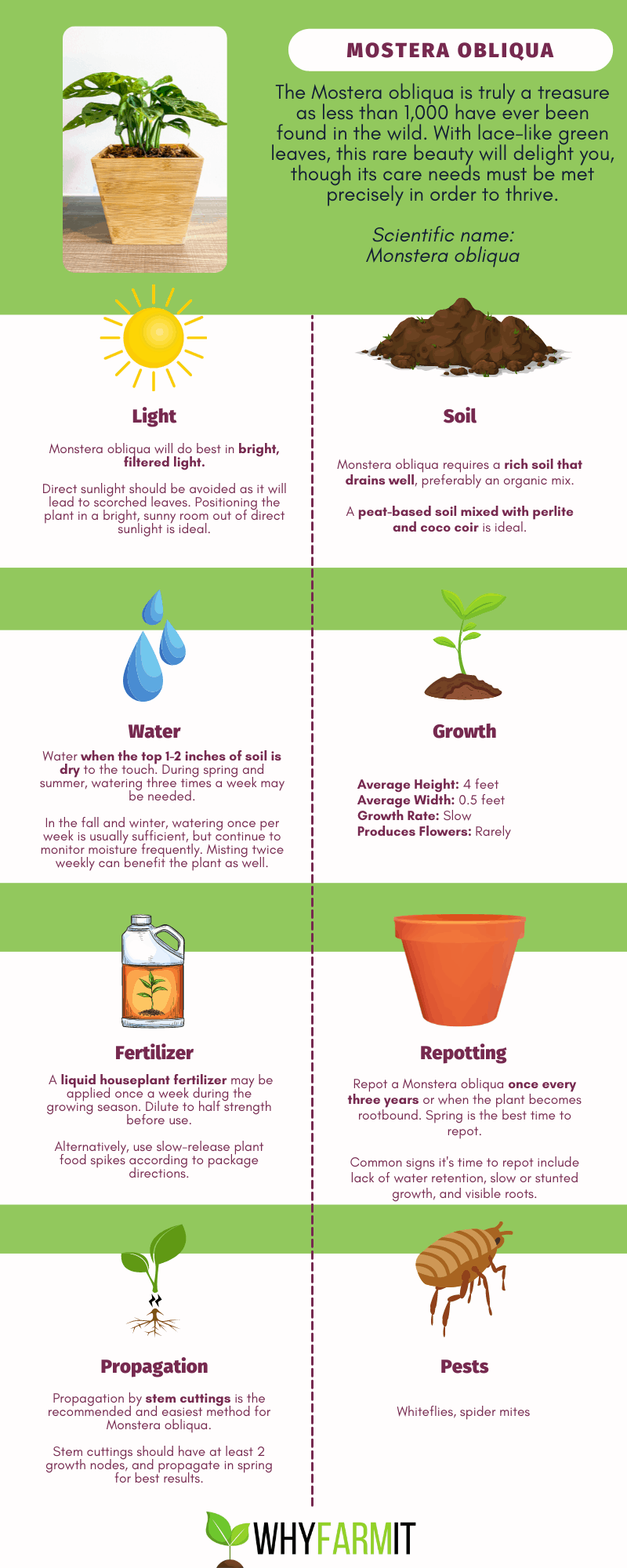 Graphic outlining care of Monstera obliqua.