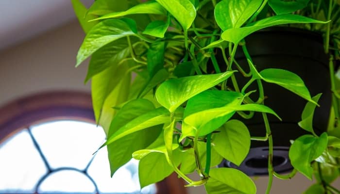 A neon pothos in a hanging basket in front of half-moon window.