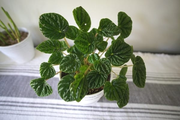 Peperomia Ripple Caperata - Emerald