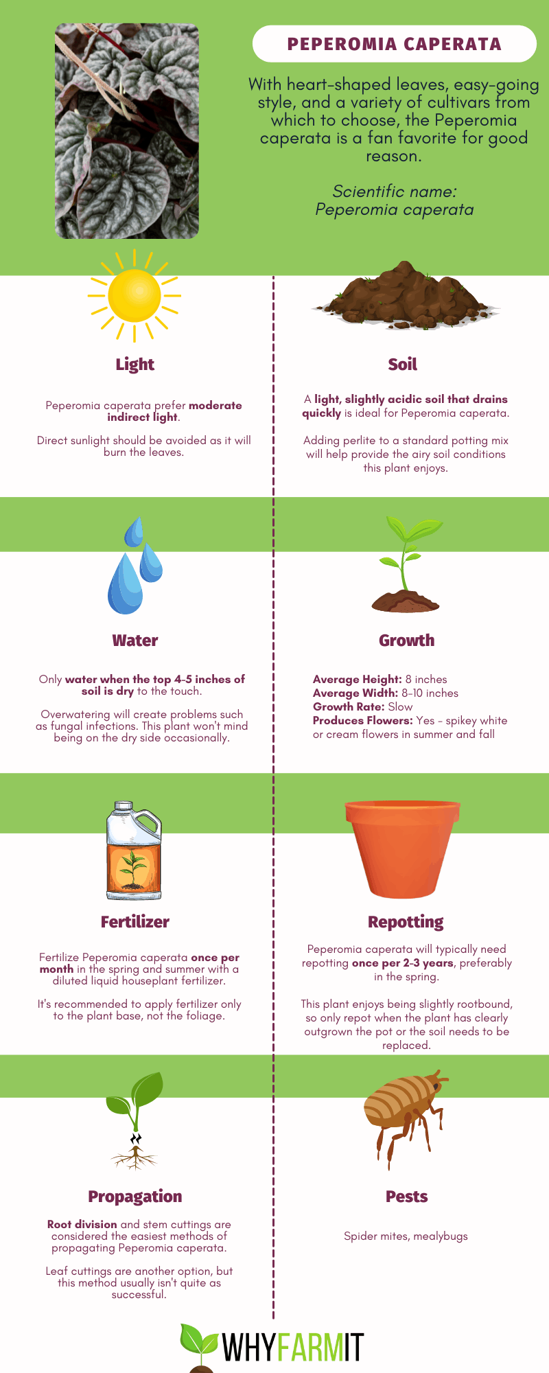 Graphic outlining care of Peperomia caperata