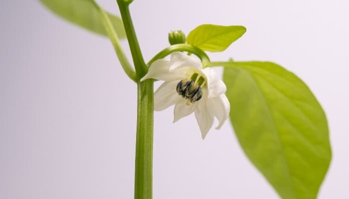 A small, white flower on a pepper plant.