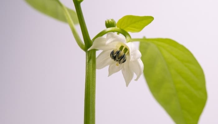 26 Pepper Plant Problems: Identifying & Fixing Them