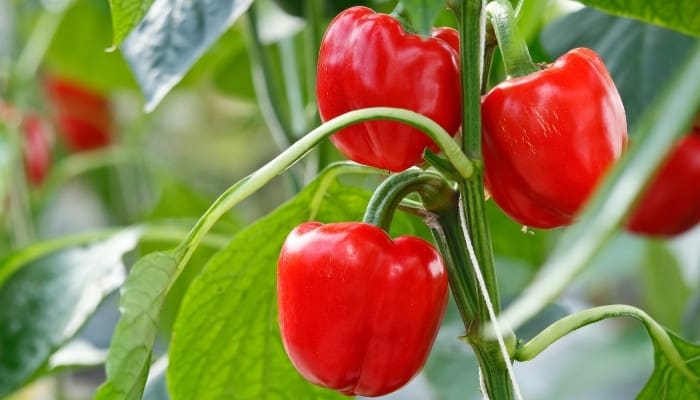 A healthy pepper plant with several red, ripe peppers ready for harvest.
