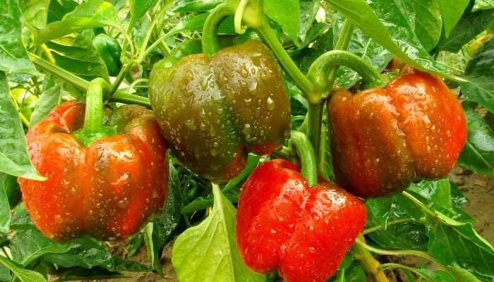 Bell pepper plant with several peppers in various stages of ripening.