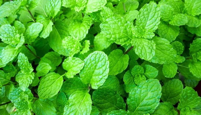 A healthy peppermint plant viewed from above.