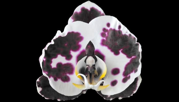 A Phalaenopsis Butterfly flower with striking black, pink, and white petals.