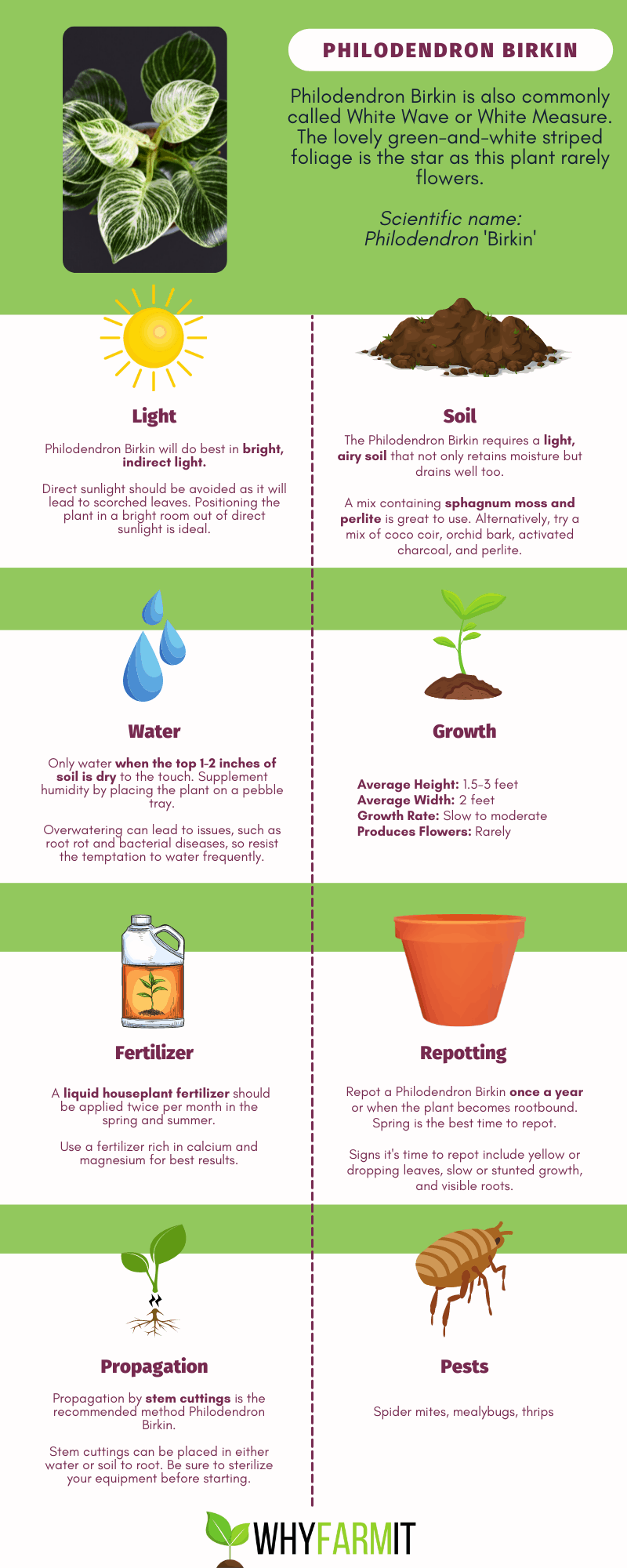 Graphic outlining care of Philodendron Birkin