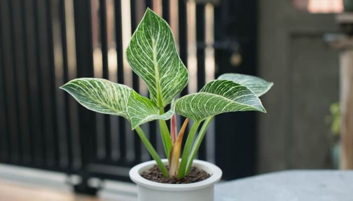 A Philodendron Birkin in a white pot on a table indoors.