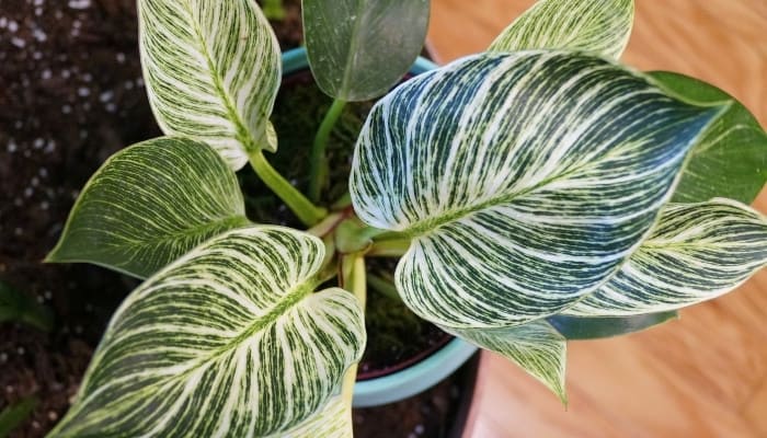 A healthy Philodendron Birkin with multiple striped green-and-white leaves.