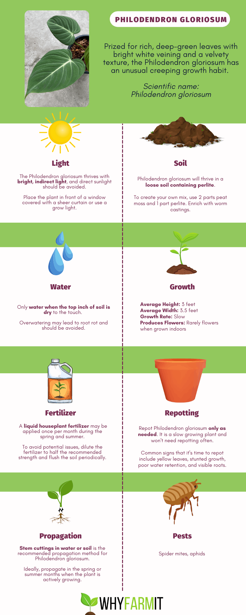 Graphic outlining care of Philodendron gloriosum