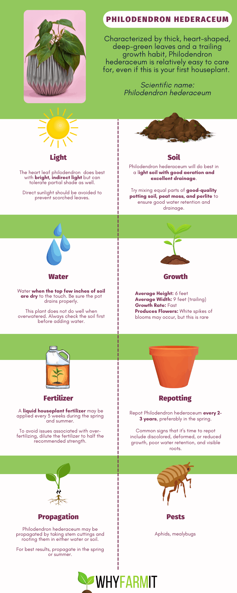 Graphic outlining care of Philodendron hederaceum