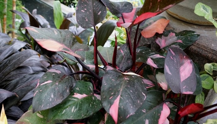 The lovely Philodendron Pink Princess growing in a tropical setting outdoors.