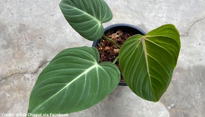 A Philodendron gloriosum plant with heart-shaped velvet leaves sitting on concrete floor.