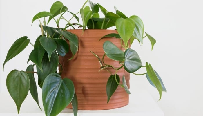 A Philodendron hederaceum in a terra cotta pot against a light gray background.