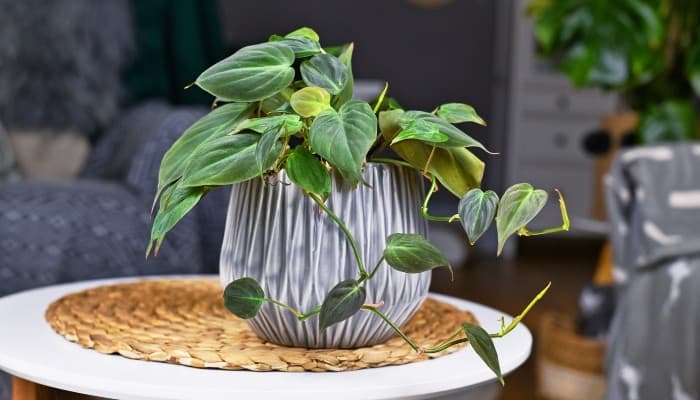 A potted Philodendron hederaceum placed on a small, white, round table.