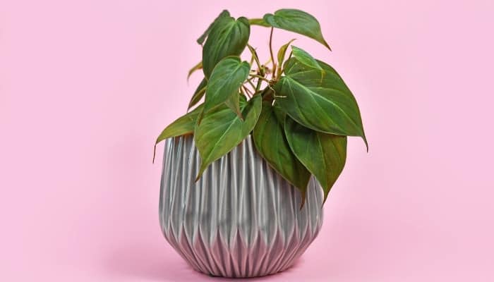 A Philodendron hederaceum plant in a geometric pot against a pink background.