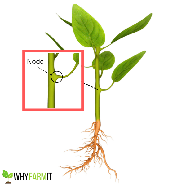 Plant Node Diagram