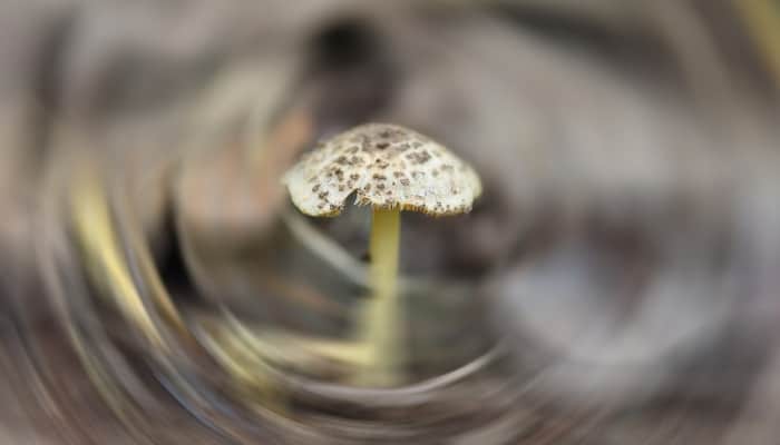 A poisonous mushroom surrounded by swirling blurred lines.