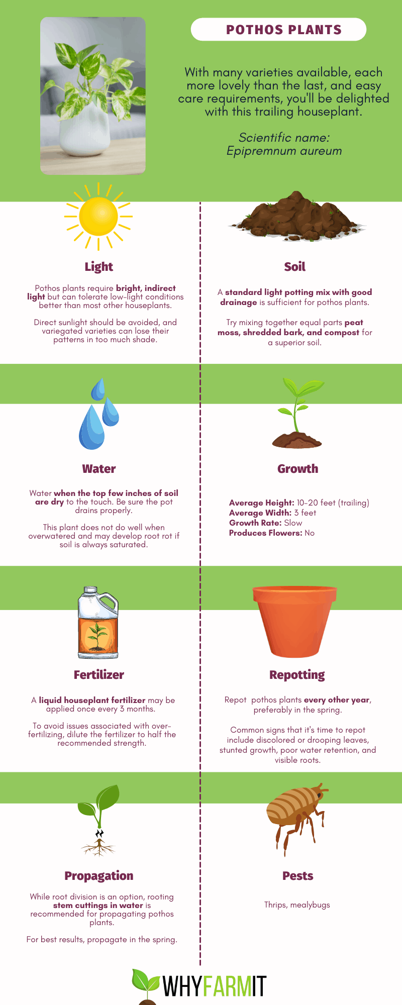 Graphic outlining care of pothos plants