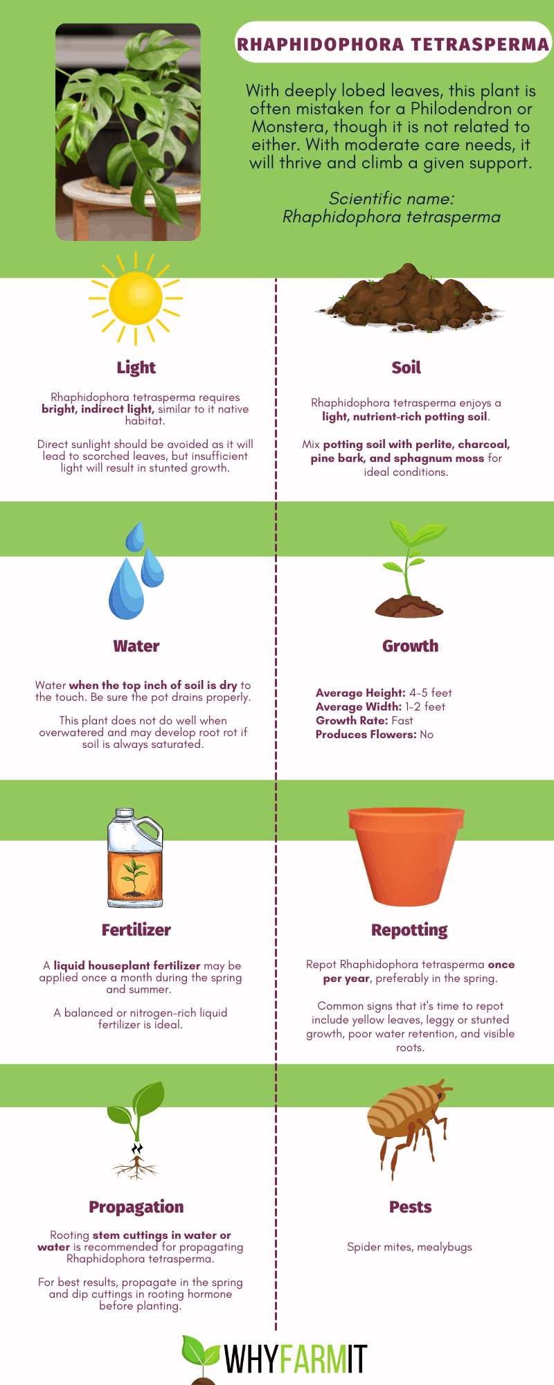 Graphic outlining care of Rhaphidophora tetrasperma