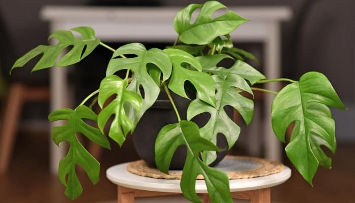 A healthy Rhaphidophora tetrasperma plant in a brown pot perched on a stool.