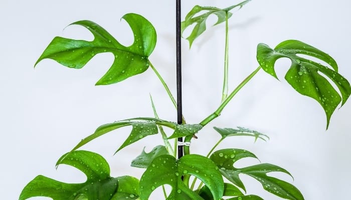 A Rhaphidophora tetrasperma plant tied to a support post.