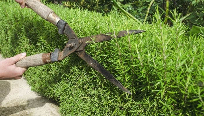 A woman using pruning clippers to cut back a rosemary plant.